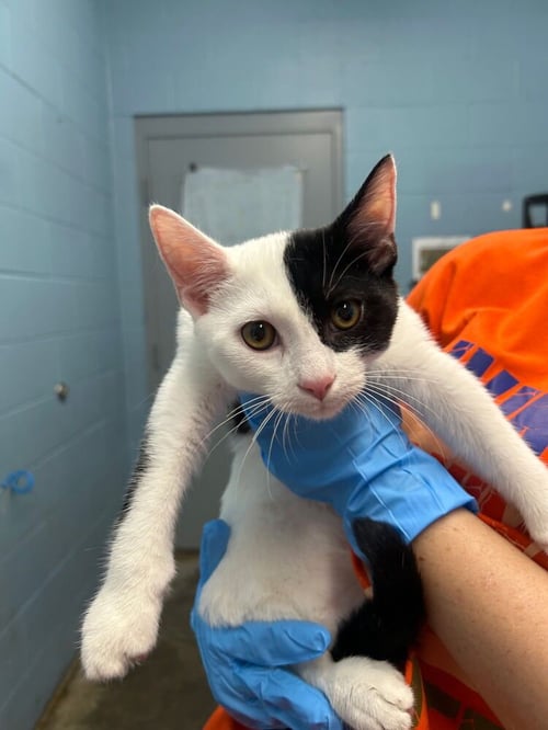 JACK SPARROW - Domestic Short Hair available for adoption