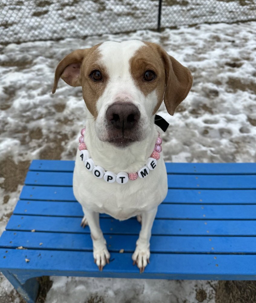 SEIRE - Hound available for adoption