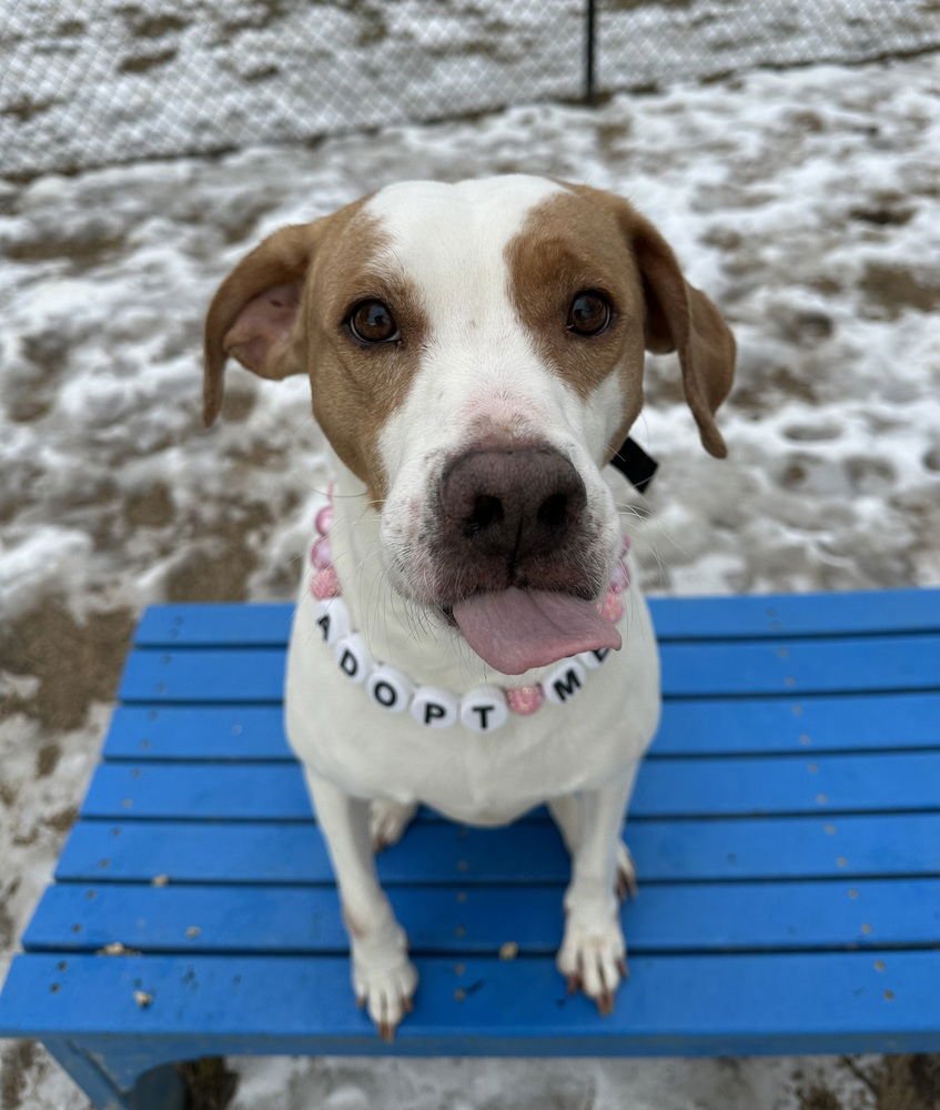 SEIRE - Hound available for adoption