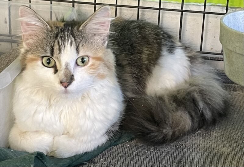 PANCAKE - Domestic Medium Hair available for adoption