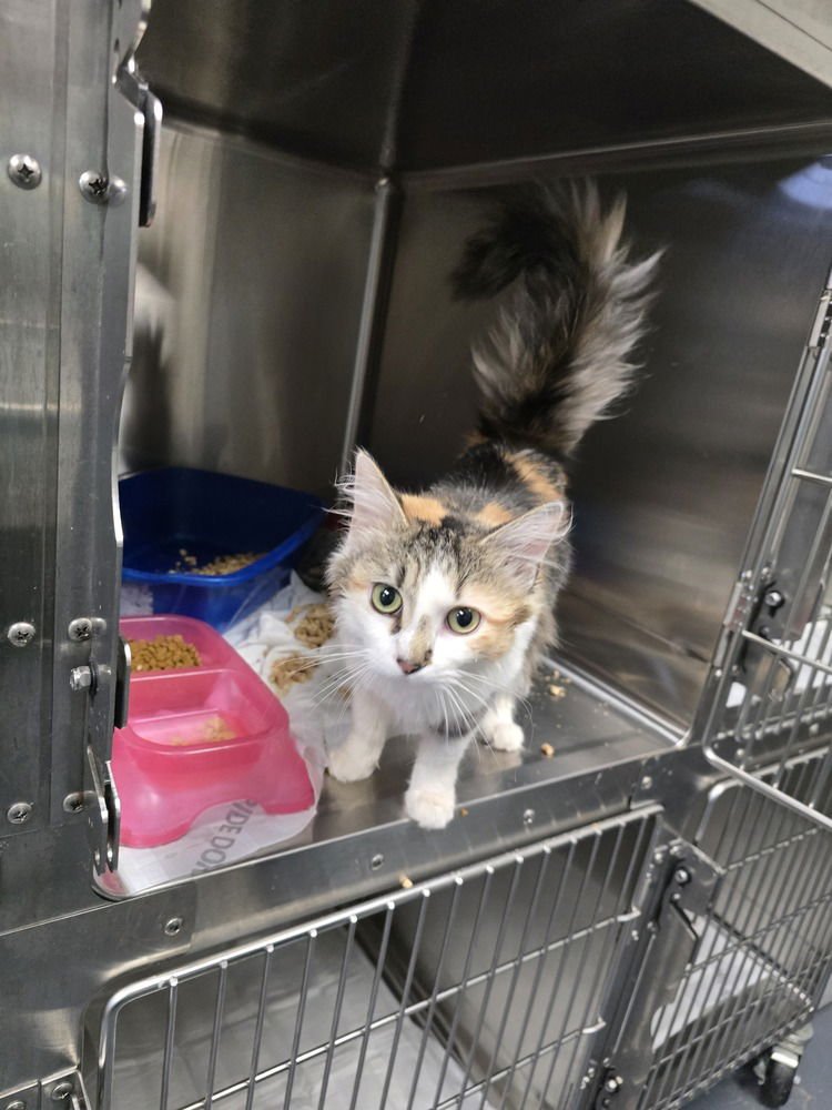 PANCAKE - Domestic Medium Hair available for adoption