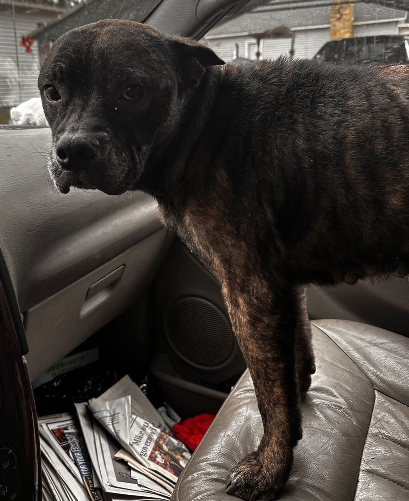 ANYRA - Pit Bull Terrier available for adoption