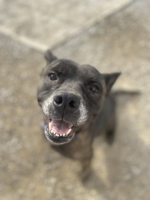 ANYRA - Pit Bull Terrier available for adoption