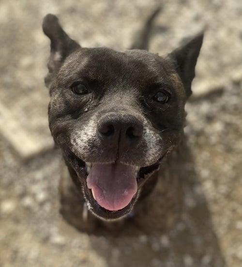 ANYRA - Pit Bull Terrier available for adoption