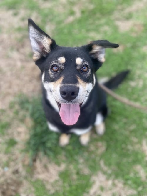 MESHY - Husky / Labrador Retriever available for adoption
