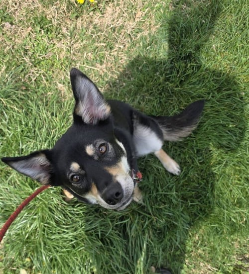 MESHY - Husky / Labrador Retriever available for adoption