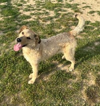 Rufus - Photo 4