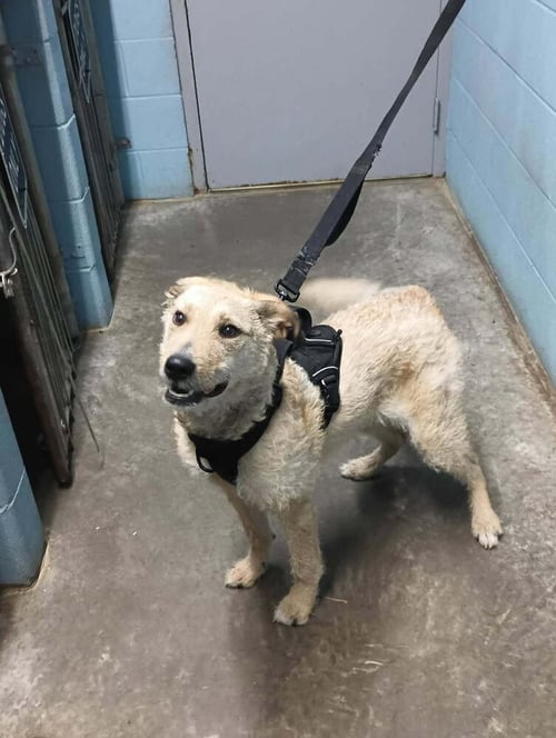 RUFUS - Terrier available for adoption