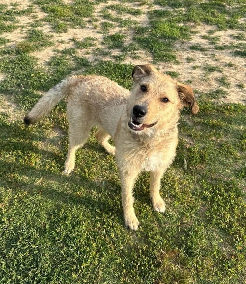 RUFUS - Terrier available for adoption
