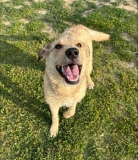 Rufus - Photo 3