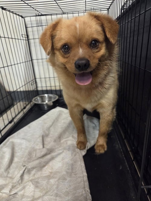 NORRIS - Terrier available for adoption