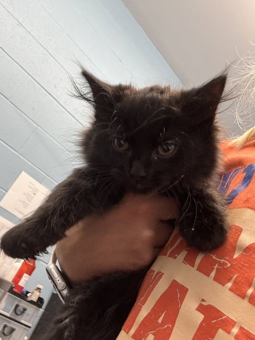 COSMIC - Domestic Medium Hair available for adoption