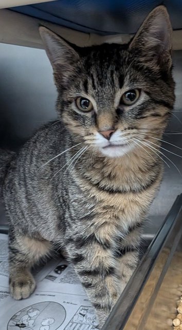 GWYNETH - Domestic Short Hair available for adoption