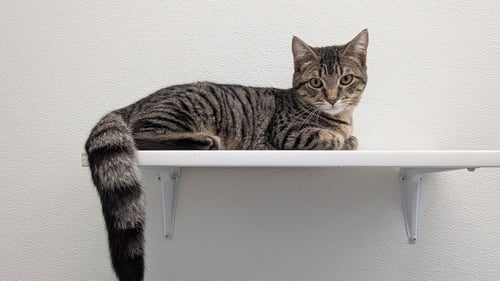 GWYNETH - Domestic Short Hair for adoption in Owensboro