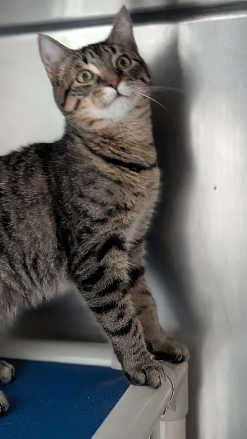 GWYNETH - Domestic Short Hair available for adoption