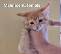 Maleficent - Photo 1