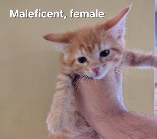 MALEFICENT - Domestic Short Hair available for adoption
