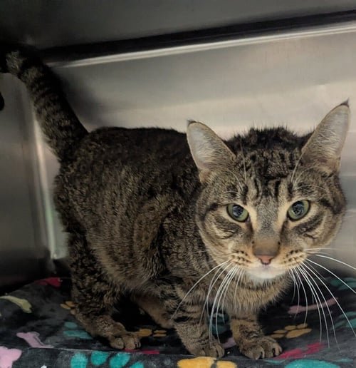 WANDERLY - Domestic Short Hair available for adoption
