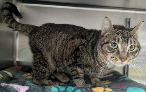 WANDERLY - Domestic Short Hair available for adoption