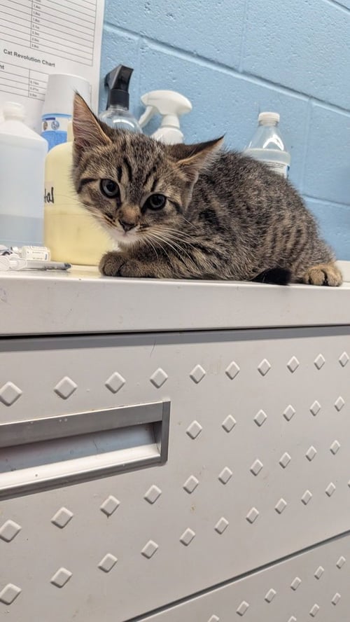 PRISMO - Domestic Short Hair available for adoption
