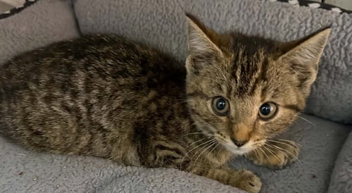 PICASSO - Domestic Short Hair for adoption in Evansville