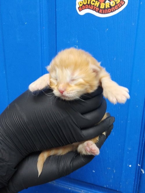 HAVOC - Domestic Medium Hair available for adoption