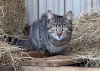 Barn Cat/Mouser - Photo 2