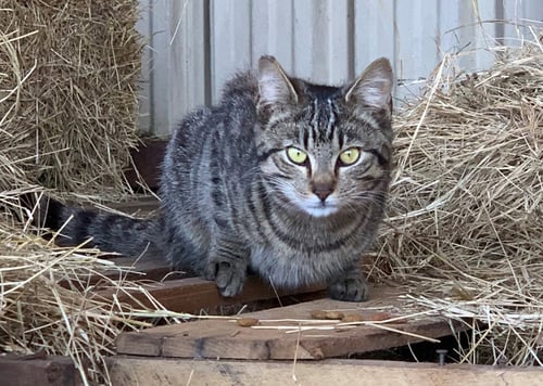 BARN CAT/MOUSER - Domestic Short Hair available for adoption