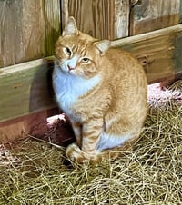 Barn Cat/Mouser - Photo 1
