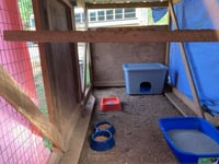 Barn Cat/Mouser - Photo 6