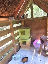 Barn Cat/Mouser - Photo 3
