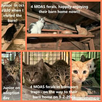 Barn Cat/Mouser - Photo 7