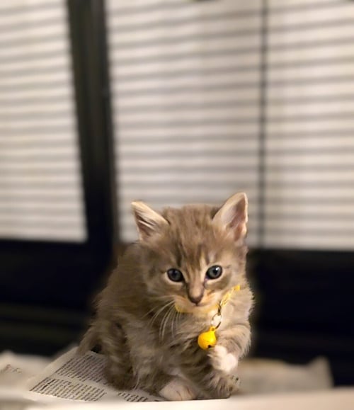 FRUTTI DI MARE - Maine Coon / Domestic Long Hair available for adoption