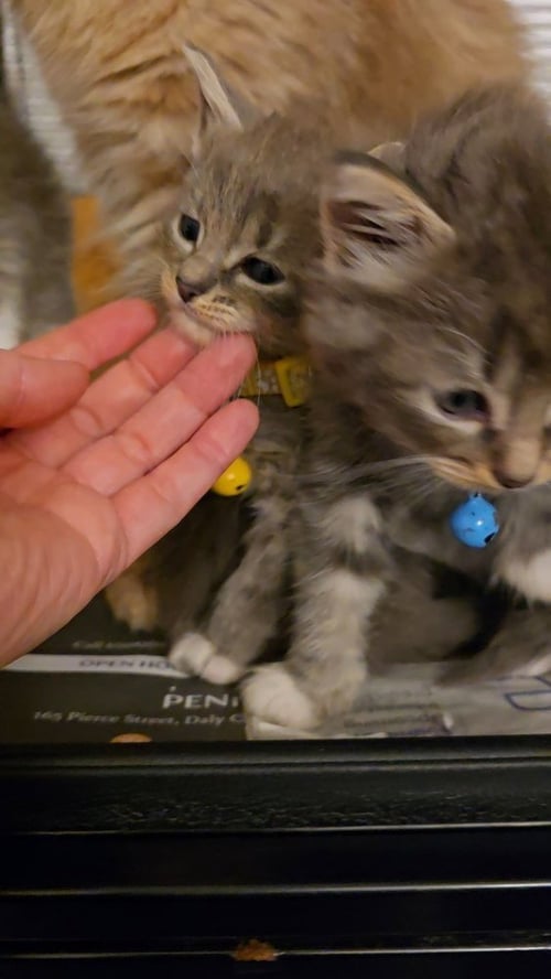 FRUTTI DI MARE - Maine Coon / Domestic Long Hair available for adoption
