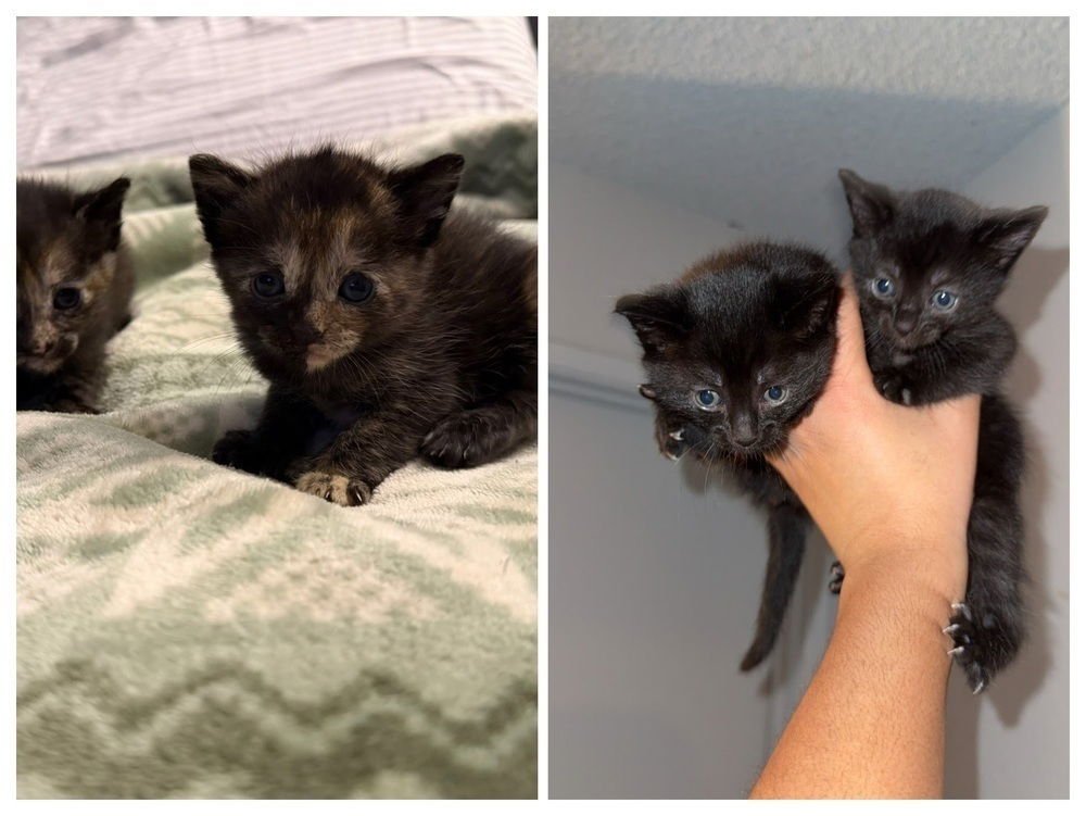 MARS - Extra-Toes Cat (Hemingway Polydactyl) / Bombay available for adoption