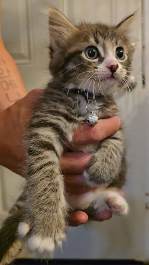 SIGMA - Ragamuffin / Domestic Long Hair available for adoption