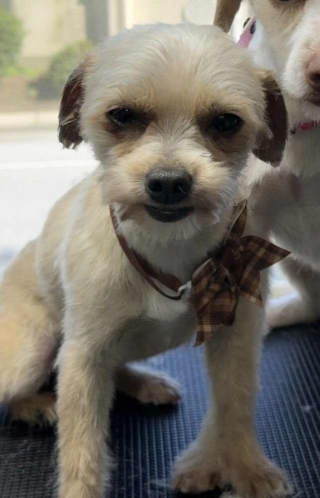 CATHERINE - Yorkshire Terrier Yorkie / Terrier available for adoption