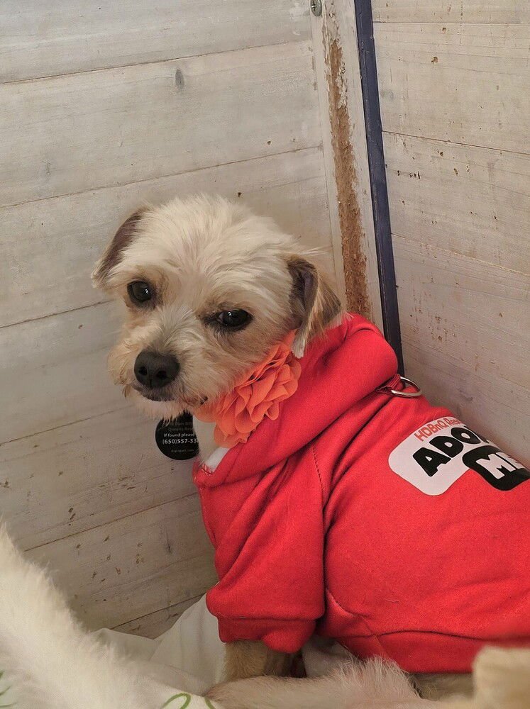 CATHERINE - Yorkshire Terrier Yorkie / Terrier available for adoption