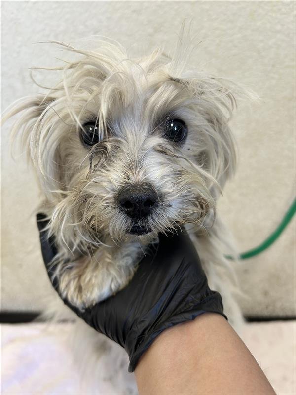 SUNDAE - Maltese / Havanese available for adoption