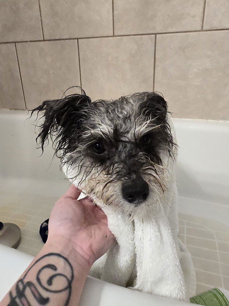 DAFFODIL - Poodle (Miniature) / Schnauzer available for adoption