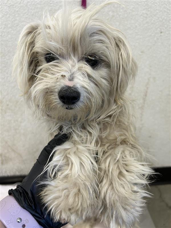FROYO - Maltese / Havanese available for adoption