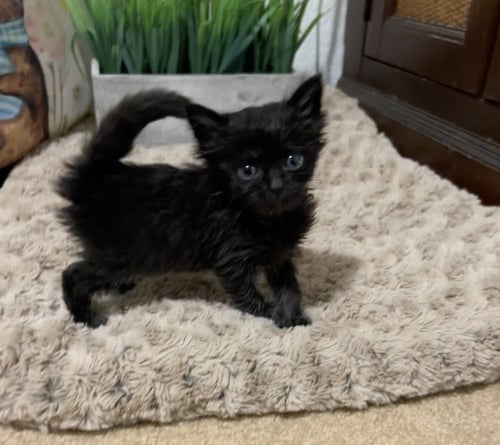 MEOW MIX - Domestic Medium Hair available for adoption