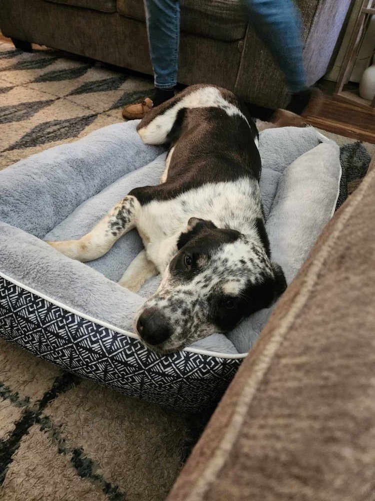 TOPH - Terrier available for adoption