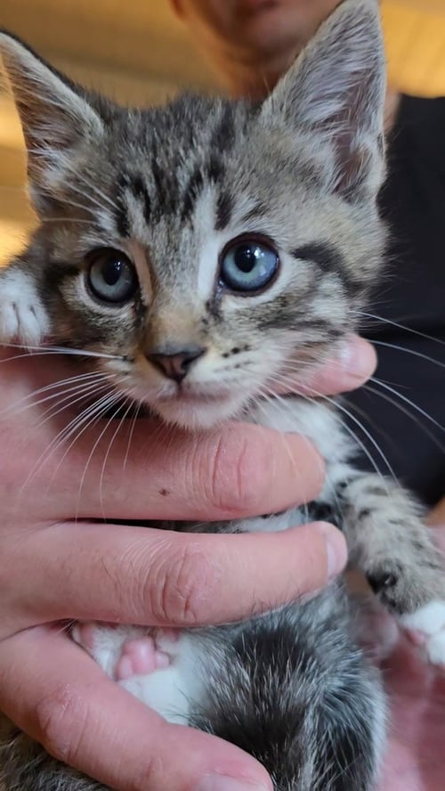 GOKU - Domestic Medium Hair for adoption in San Francisco