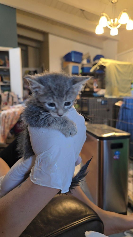 UNITED - Domestic Medium Hair available for adoption