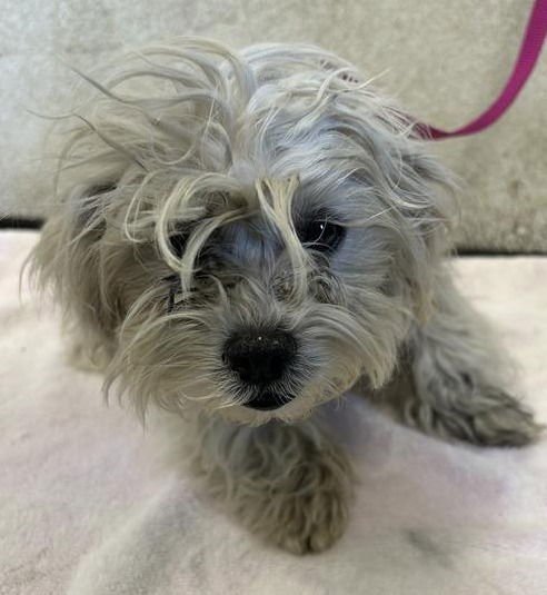 PARFAIT - Maltese / Havanese available for adoption
