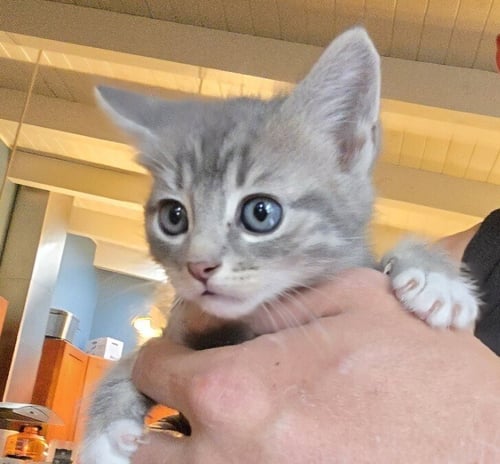 VEGETA - Domestic Medium Hair for adoption in San Francisco