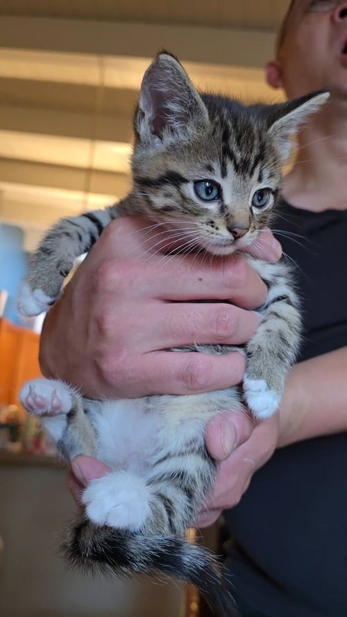 KRILLIN - Domestic Long Hair for adoption in San Francisco