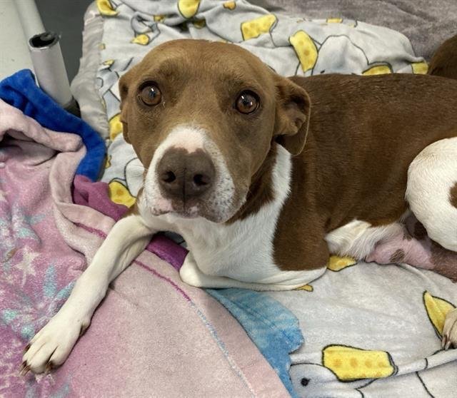 CAROLINA REAPER - Terrier / Terrier available for adoption