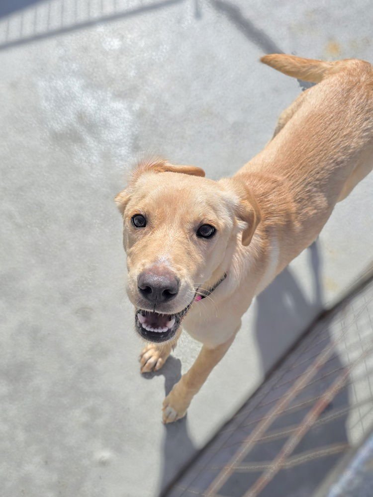 PENELOPE - Labrador Retriever / Terrier available for adoption